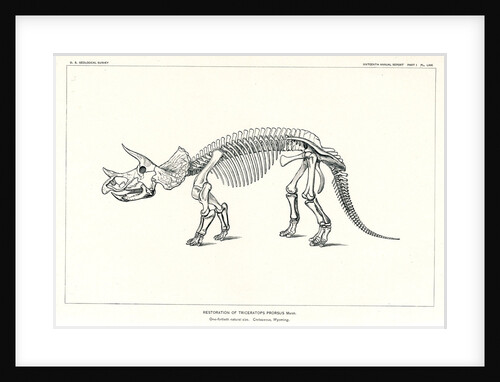‘Triceratops prorsus’ by Unknown